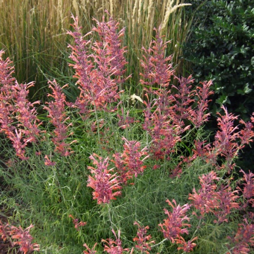Flowering plants with red and purple blossoms and feathery green leaves, backed by tall grasses and a green bush.