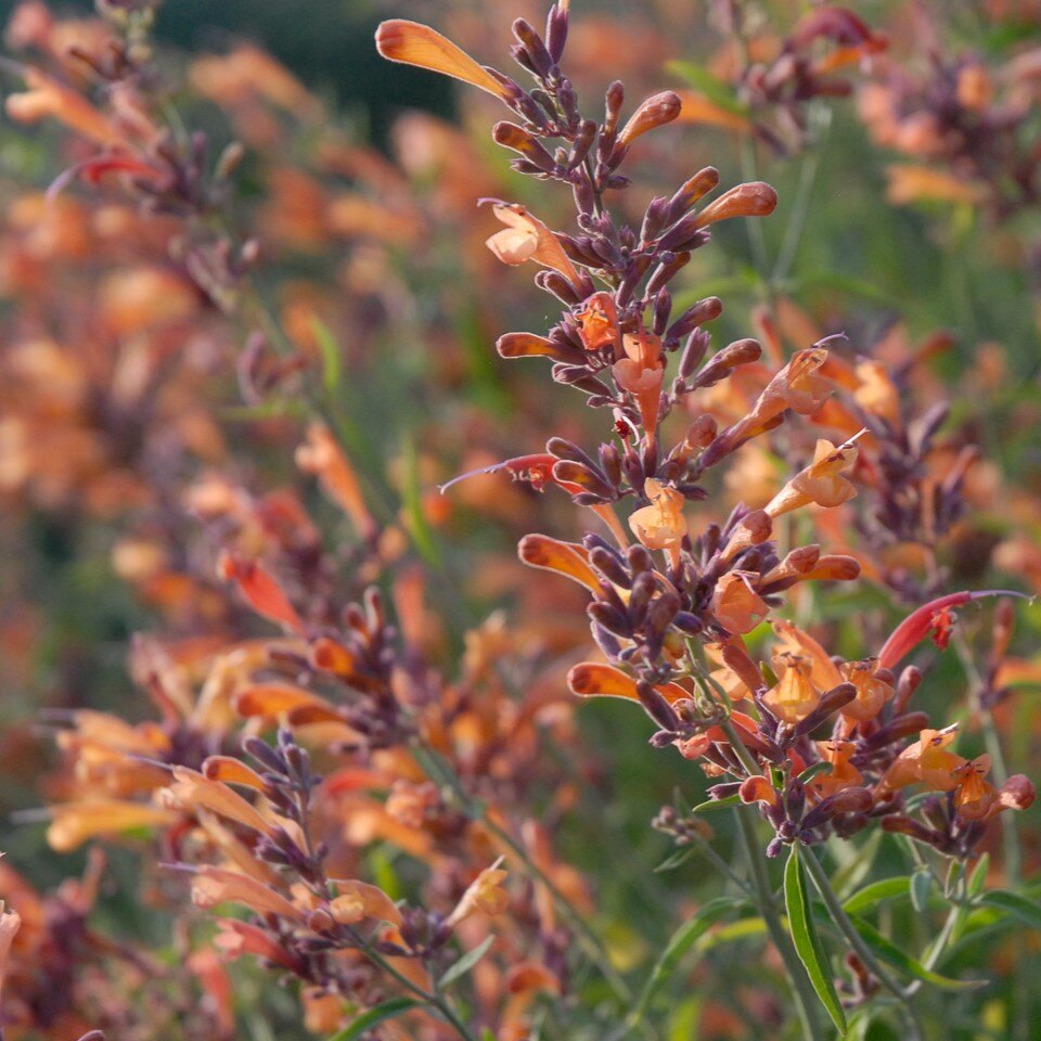 Close-up of orange and red tubular flowers on green stems.