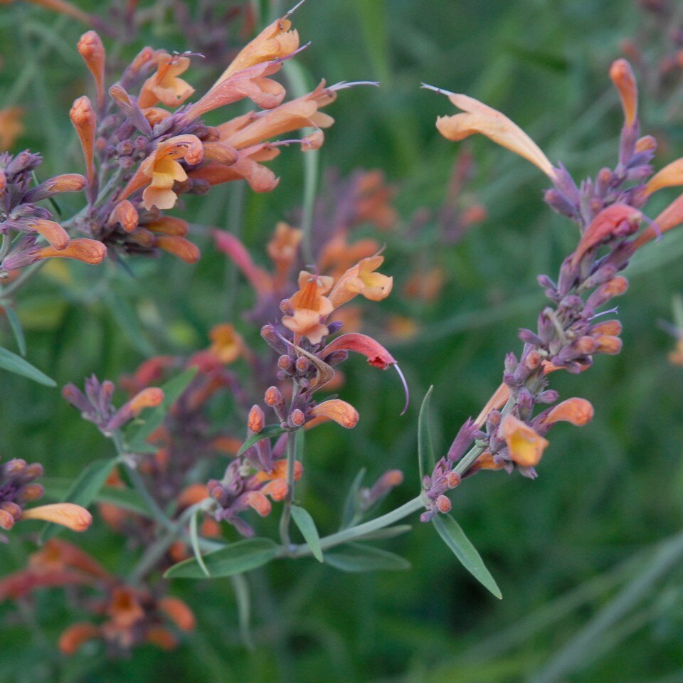 A dense cluster of flowering plants with pink and red flowers and green feathery foliage.