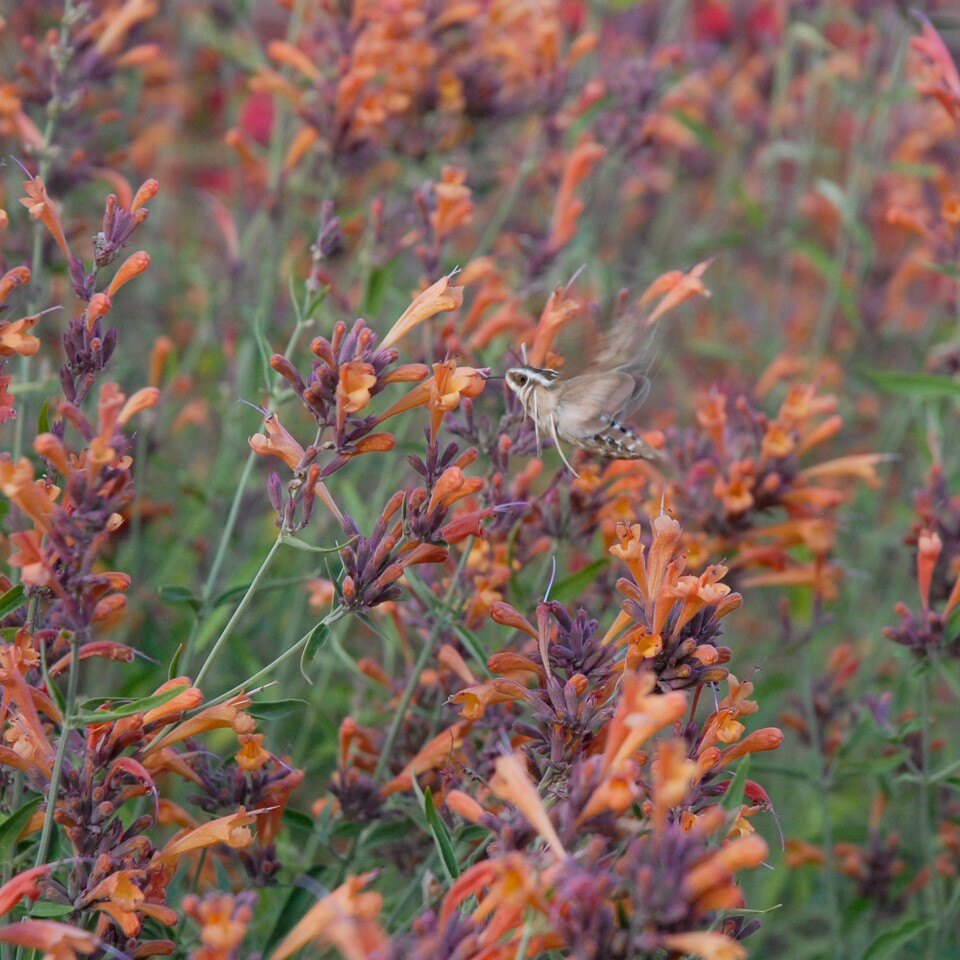 Hummingbird moth hovering near orange and purple flowers.