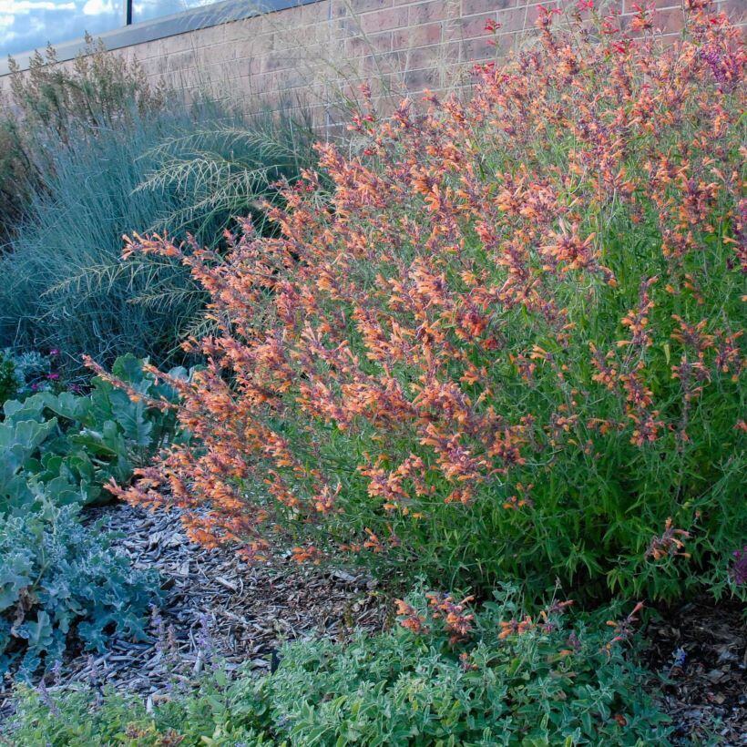 A garden with orange and pink flowers, leafy plants, and tall grasses in front of a brick wall.