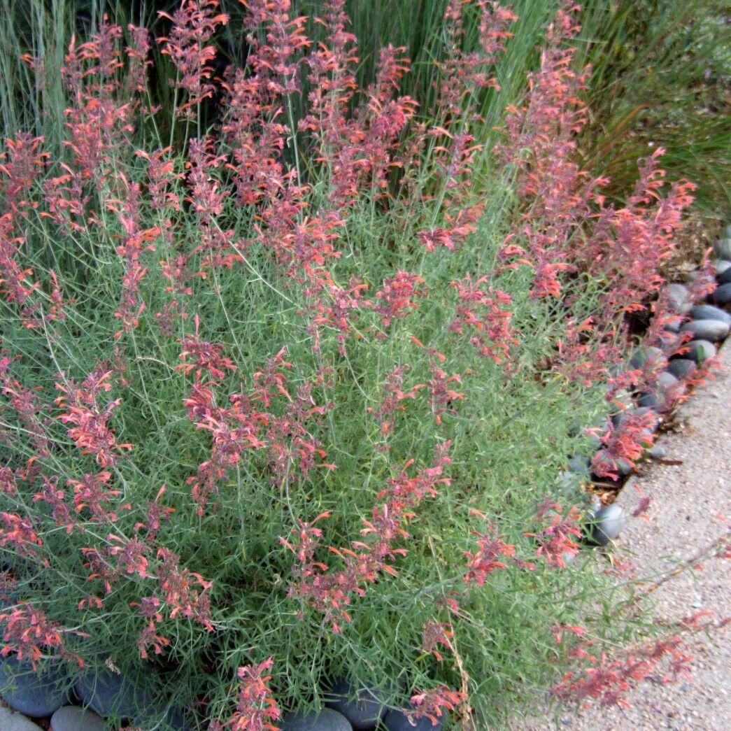 A bushy plant with vibrant orange flowers in a garden setting.