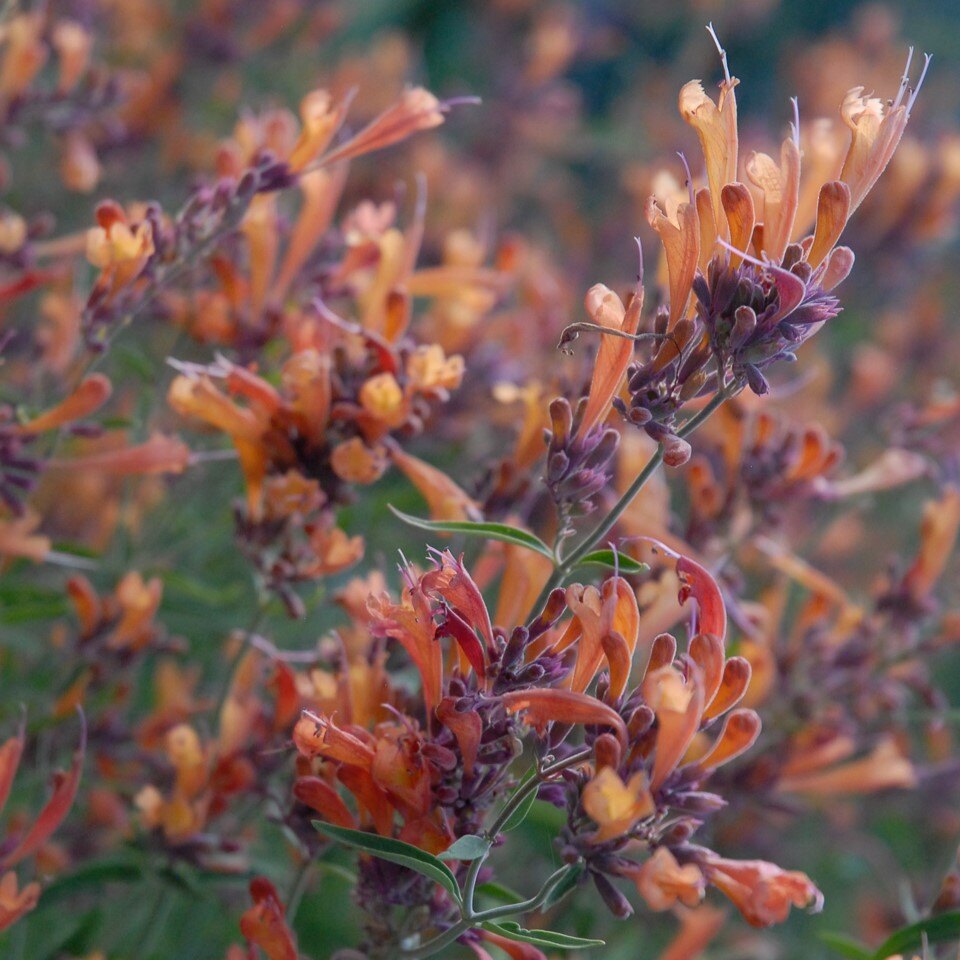 Orange and purple flowers with green leaves.