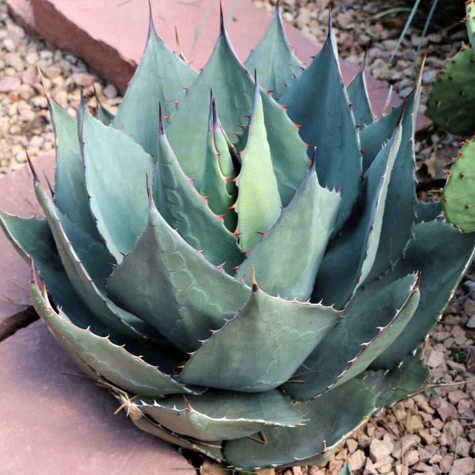 Havard's Century Plant