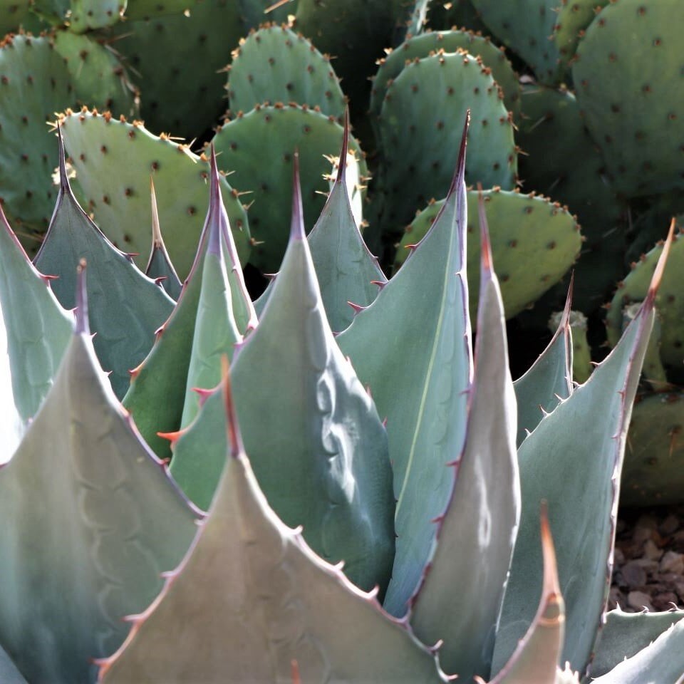 Close-up of succulent leaves with spiky edges and a prickly pear cactus in the background.
