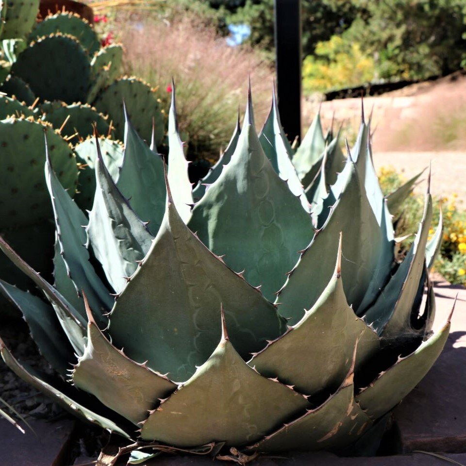 A large agave plant with bluish-green spiky leaves in a desert garden setting.