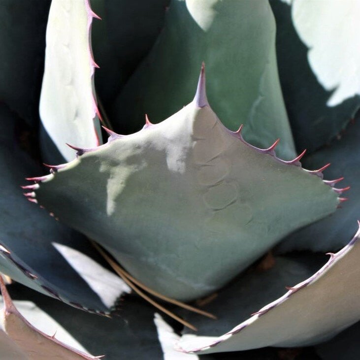 Close-up of an agave plant with grayish-green leaves and reddish-brown spines.