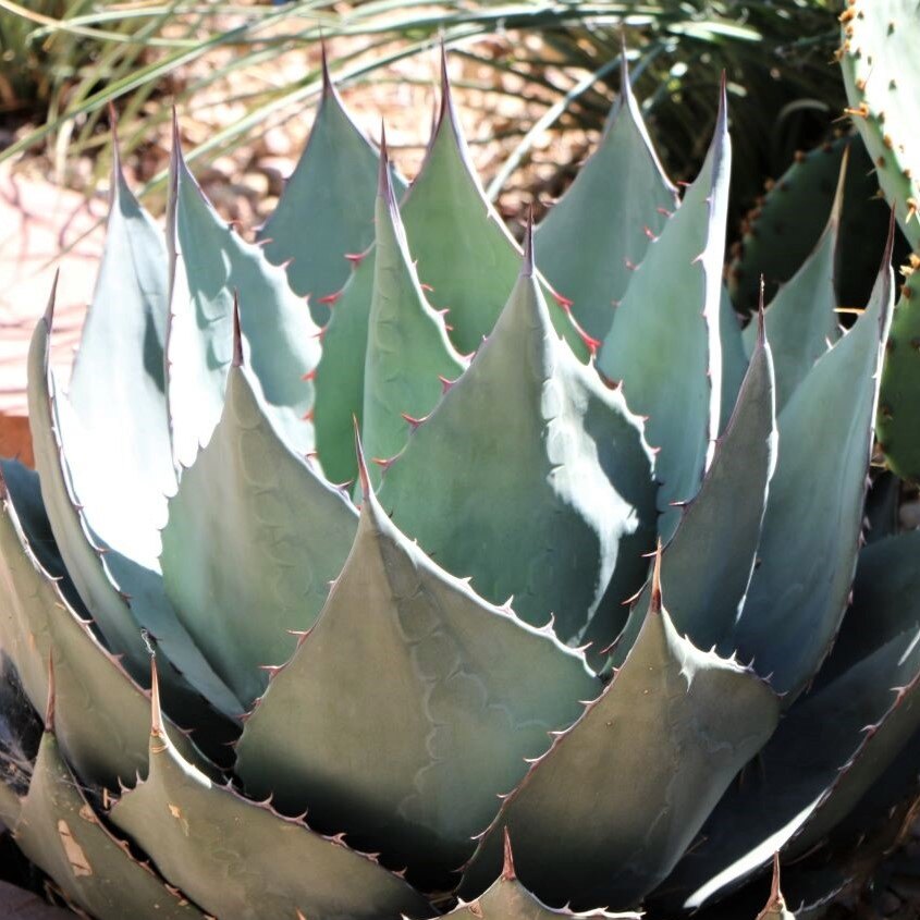 Close-up of an agave plant with greenish-blue, pointed leaves edged with spines.
