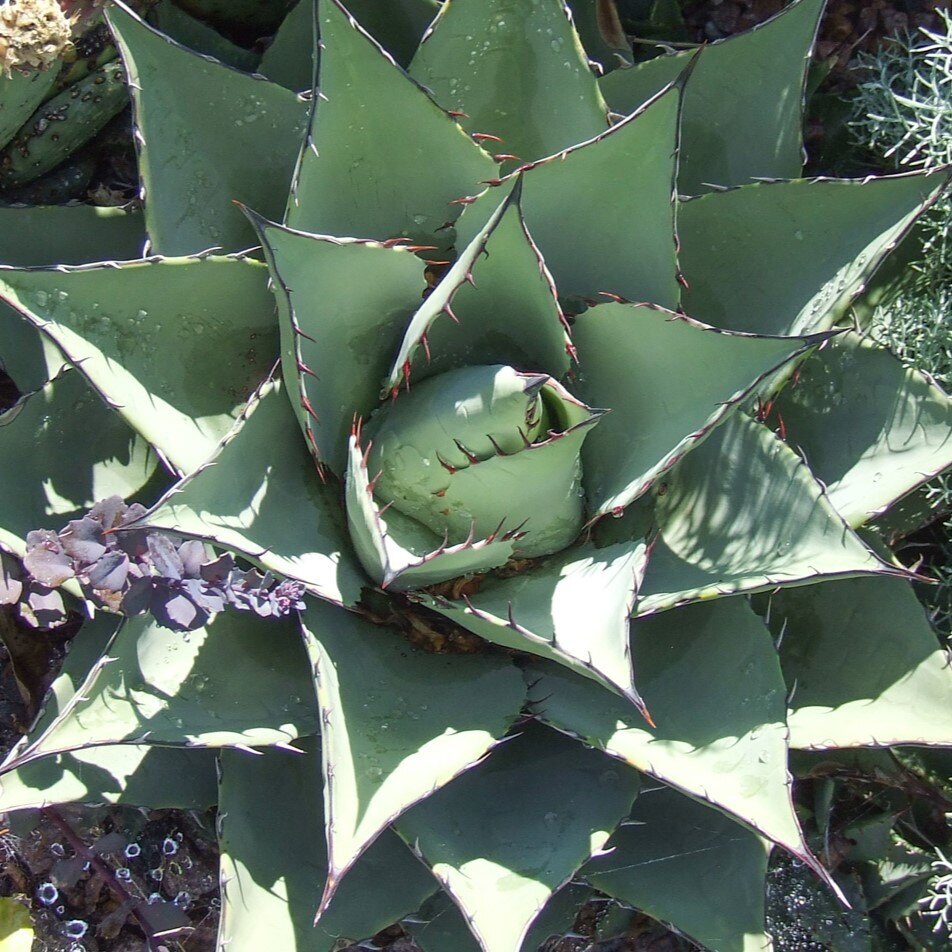 Close-up of an agave plant with pale green leaves and dark brown spines.