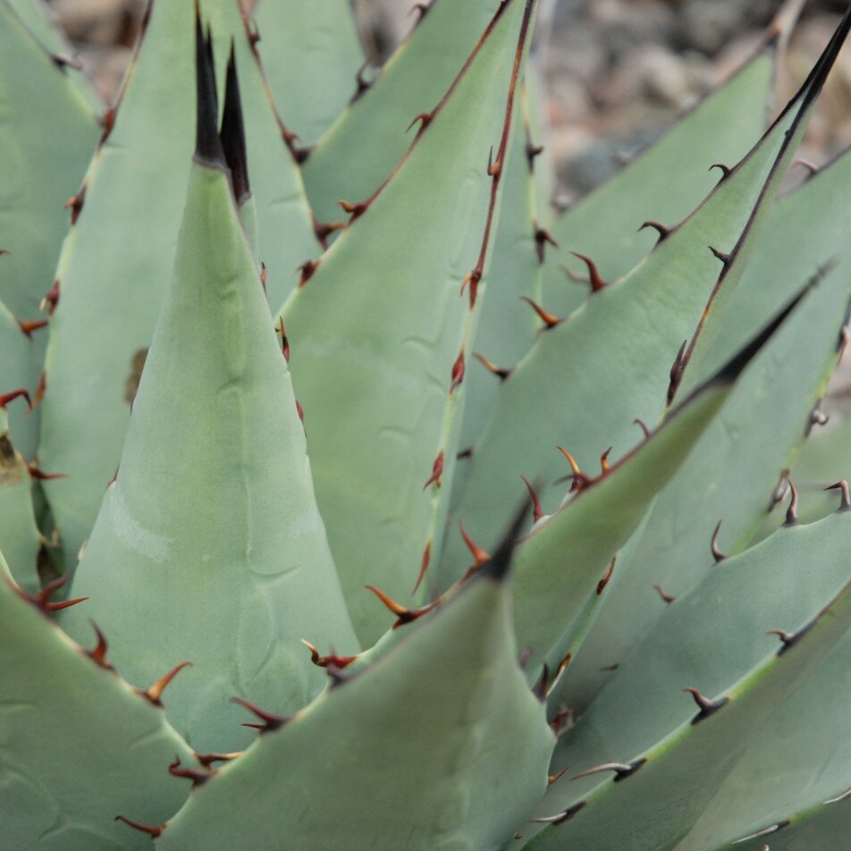 Close-up view of an agave plant with bluish-green pointed leaves and dark brown spines.