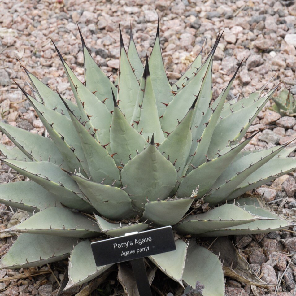 A Parry's Agave plant in a rocky setting with a sign in front.