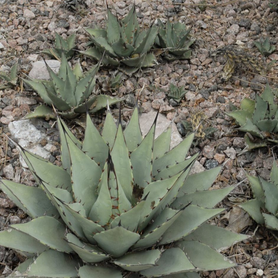 Cluster of agave plants in a rocky garden.