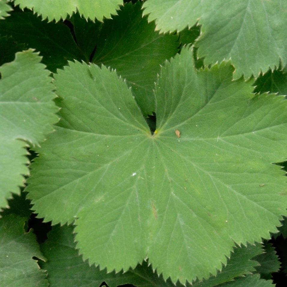 Lady's Mantle