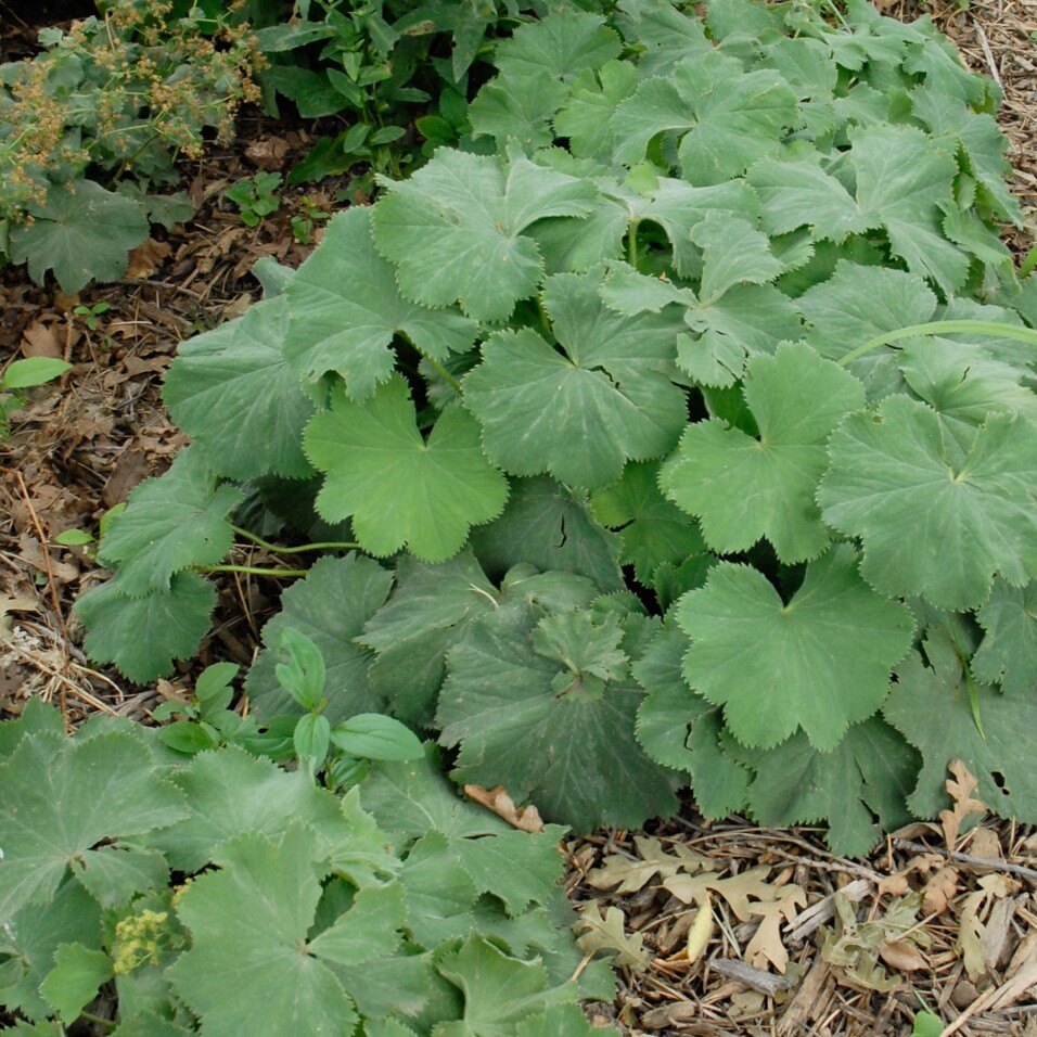Cluster of Lady's Mantle plants with broad, green leaves and small yellow-green flowers.