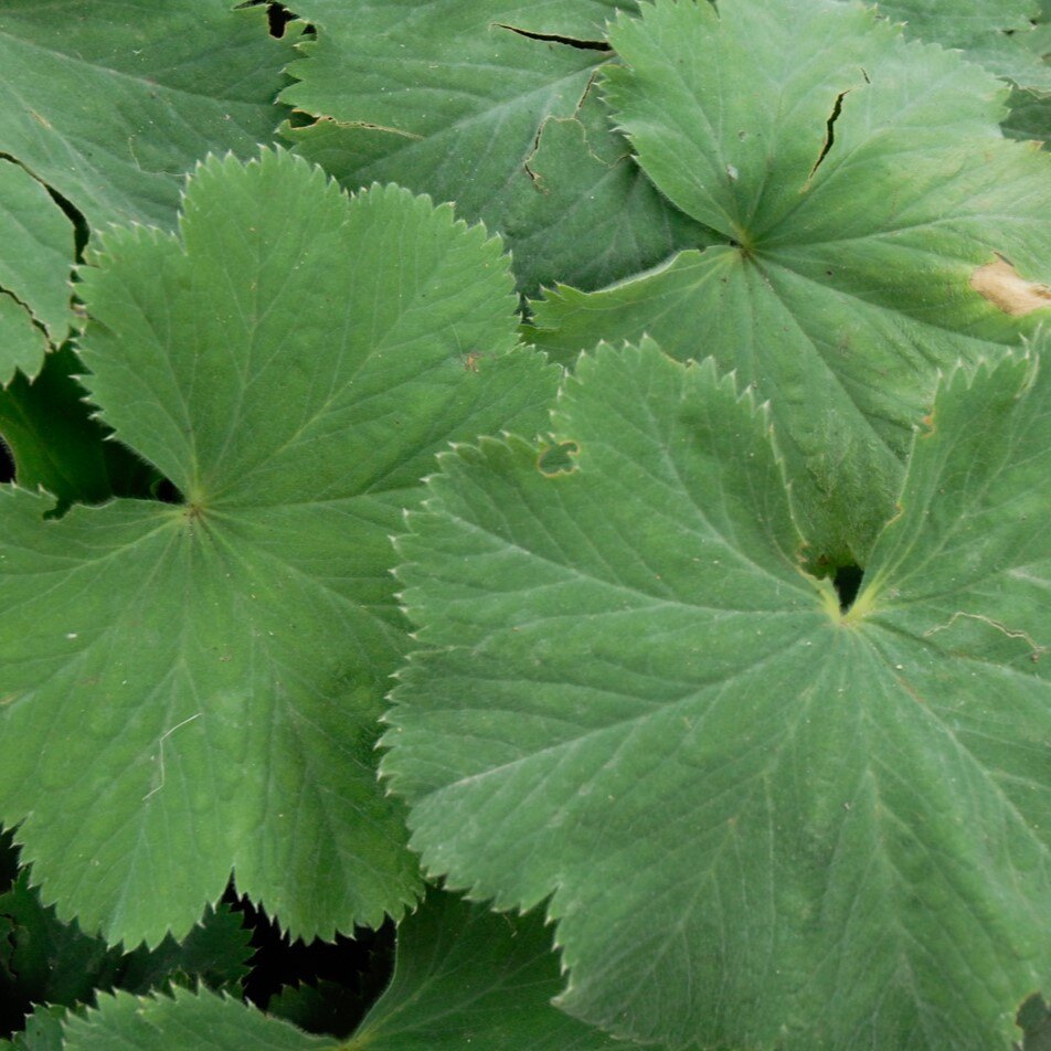 Close-up of overlapping serrated green leaves with a radial vein pattern.