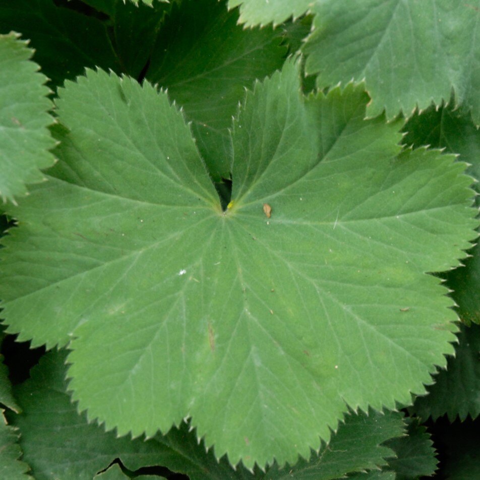 Close-up of green serrated leaves with visible veins.