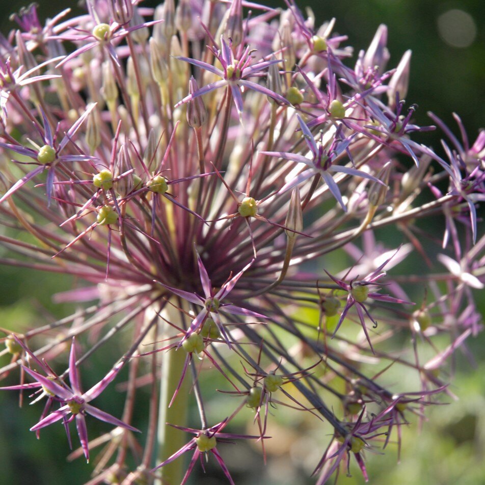Persian Star Allium