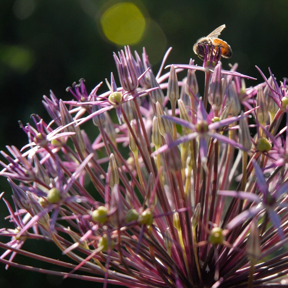 Close-up of a bee on a starburst allium flower with a blurred green background.