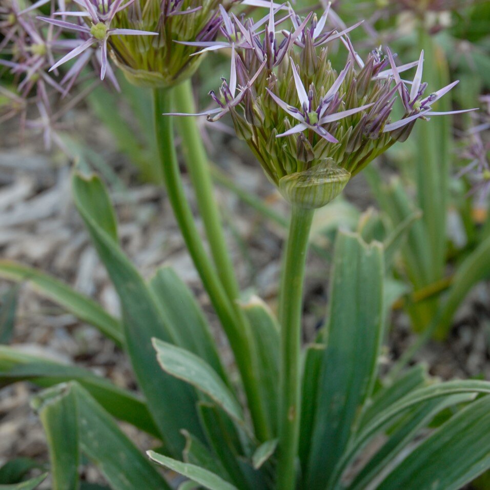 Close-up of a plant with light purple star-shaped flowers and green spear-like leaves.