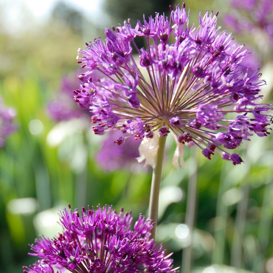 Purple Sensation Allium