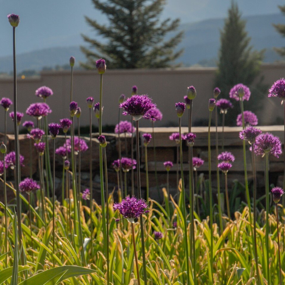 Tall purple flowers in a garden with a stone wall and trees in the background.
