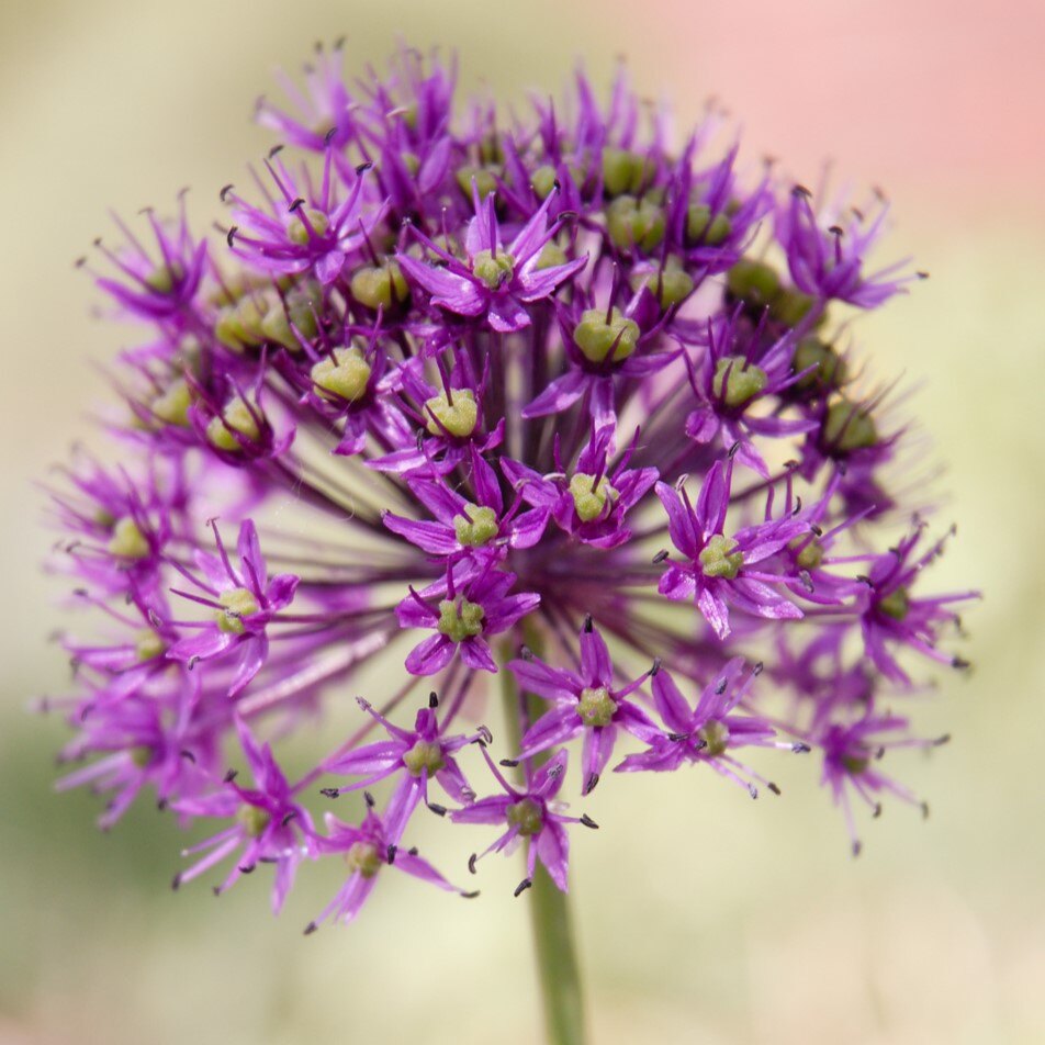 Close-up of a purple allium flower with a spherical shape and a blurred background.
