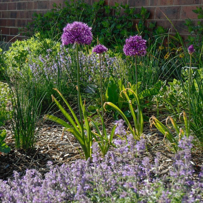 A garden with purple allium flowers and surrounding greenery.
