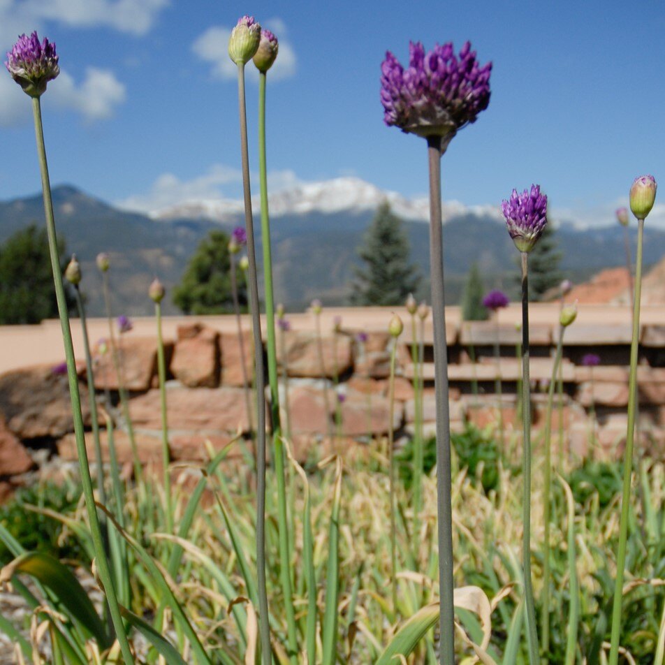 Purple flowers with mountains in the background under a blue sky.