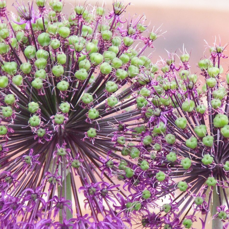 Close-up of allium flower heads with green buds on purple stems.