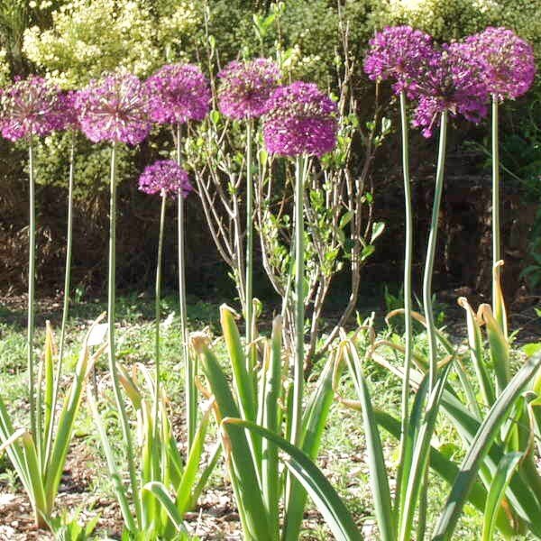Purple allium flowers with long stems and green foliage in a sunny garden.