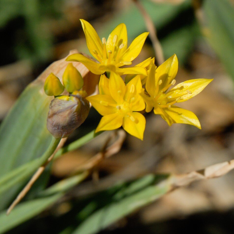 Close-up of yellow star-shaped flowers with green buds on a plant.