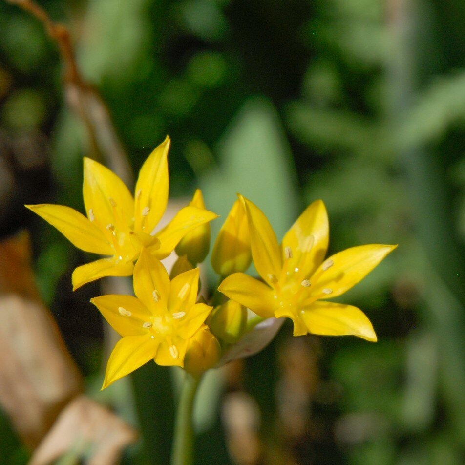 Close-up of yellow flowers with pointed petals and stamens against a blurred green background.