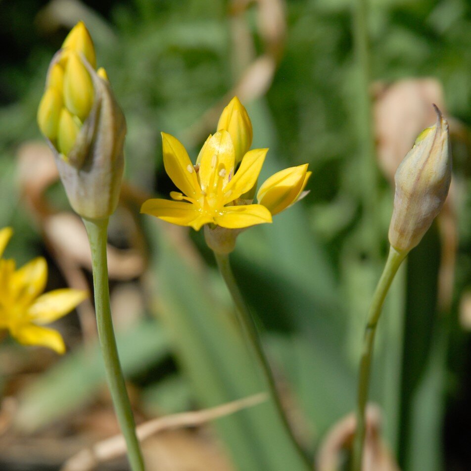 Close-up of a yellow flower in bloom with two closed buds.