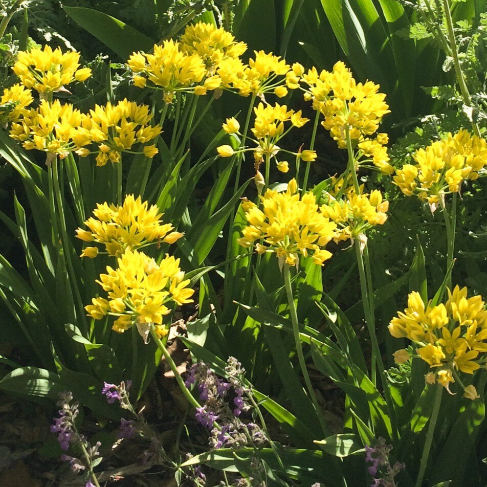 A cluster of vibrant yellow flowers with green leaves and purple flowers in the foreground.