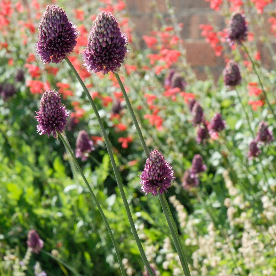 Close-up of purple allium flowers with red flowers in the background.