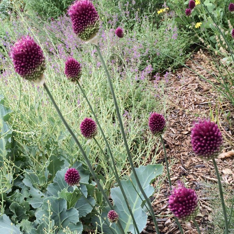 Purple Allium flowers on tall stems in a garden with greenery and mulch.