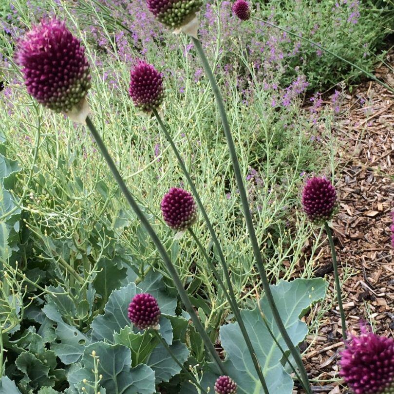 Purple allium flowers with green stalks against a background of green foliage and purple flowers.