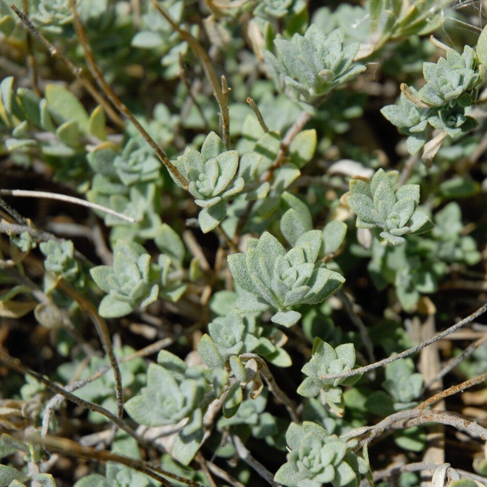 Close-up of green succulent plants with rosette-shaped leaves and thin brown stems.