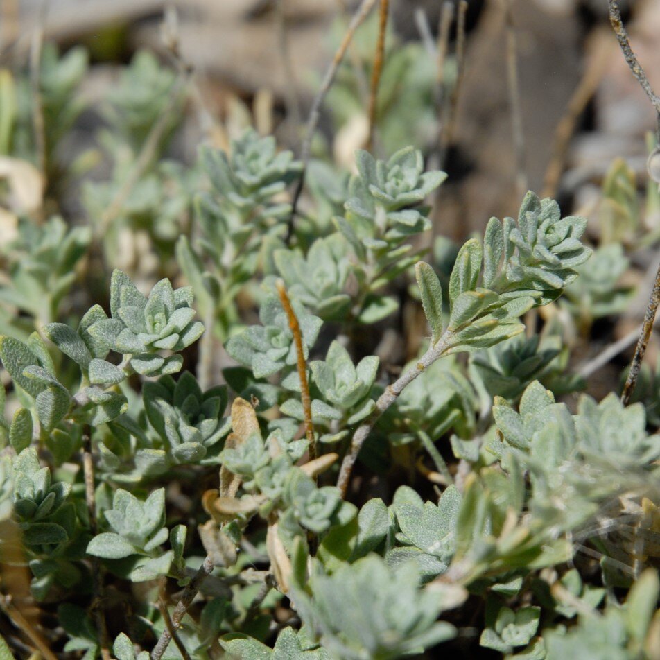 Close-up of small, greenish-gray plants with oval leaves on thin brown stems.