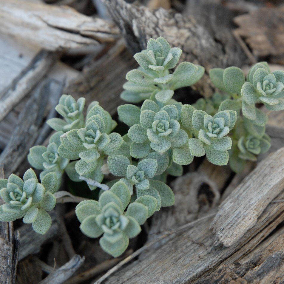 Close-up of a succulent plant with mint-green rosettes among dry, weathered wood.