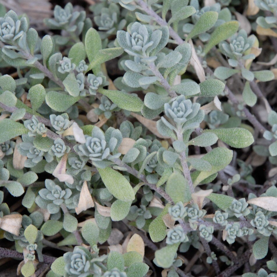 Close-up of succulent plant with rosette-formed, pale green leaves and branching stems.