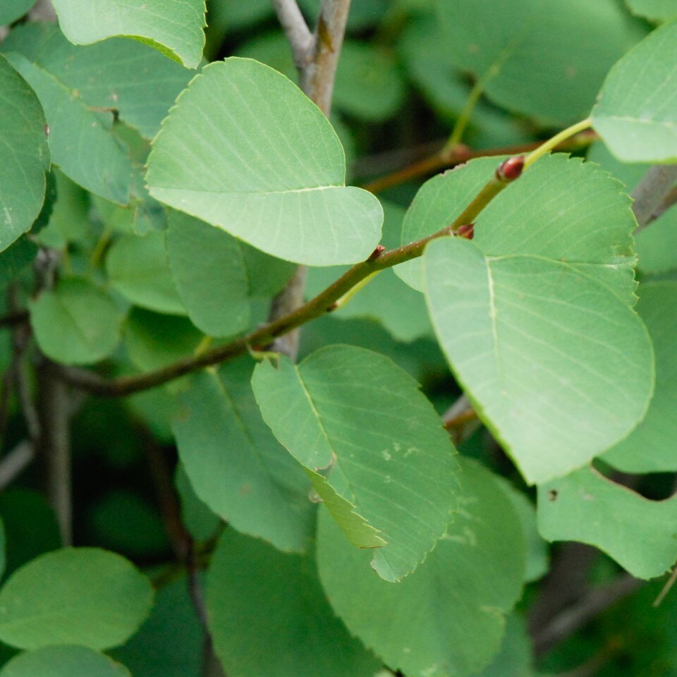 Saskatoon Serviceberry