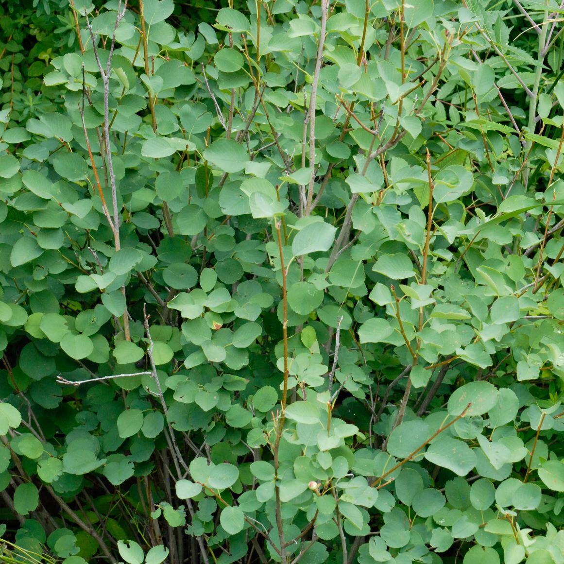 Dense cluster of green leaves and thin stems.