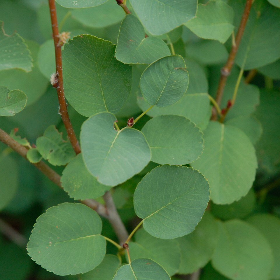 Close-up of green leaves on brown stems.