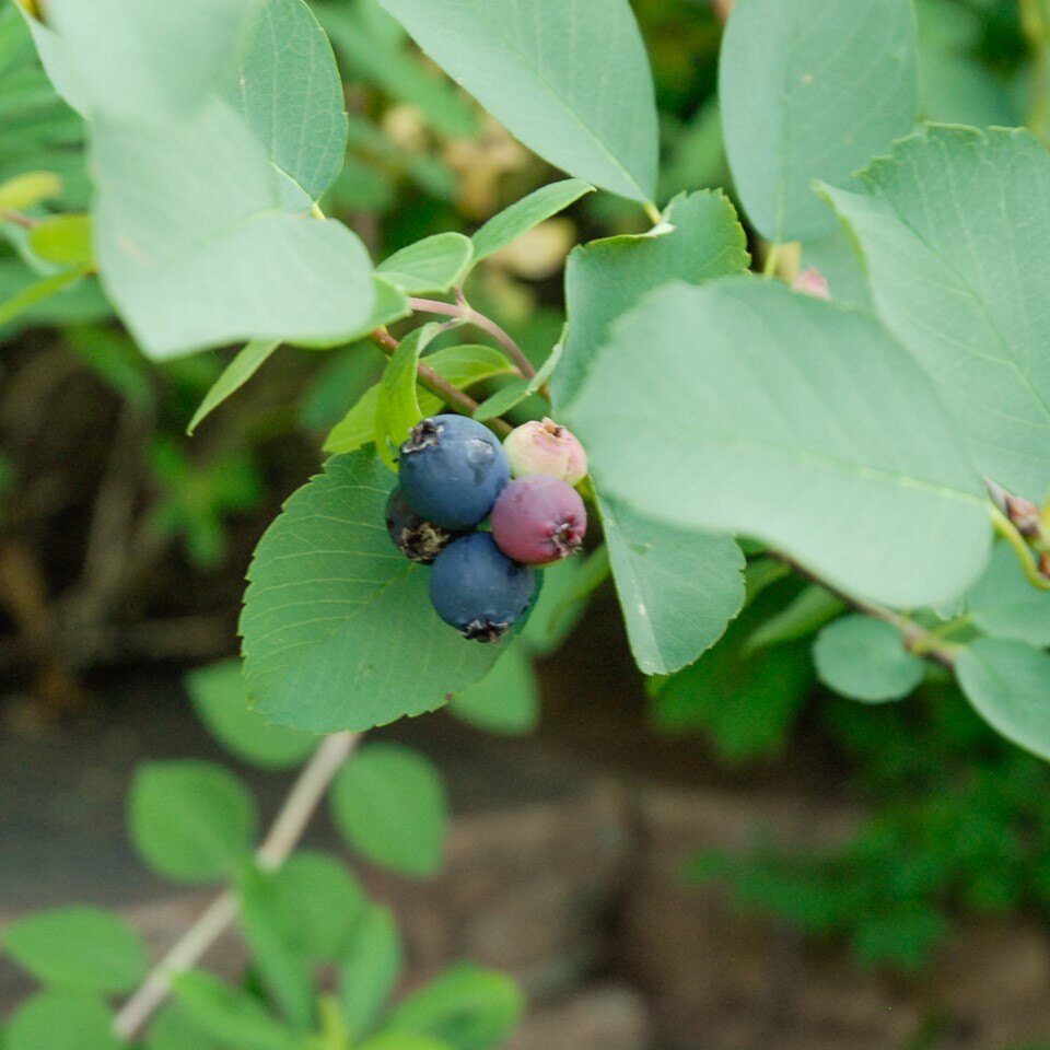 Cluster of berries with green leaves in various stages of ripeness.