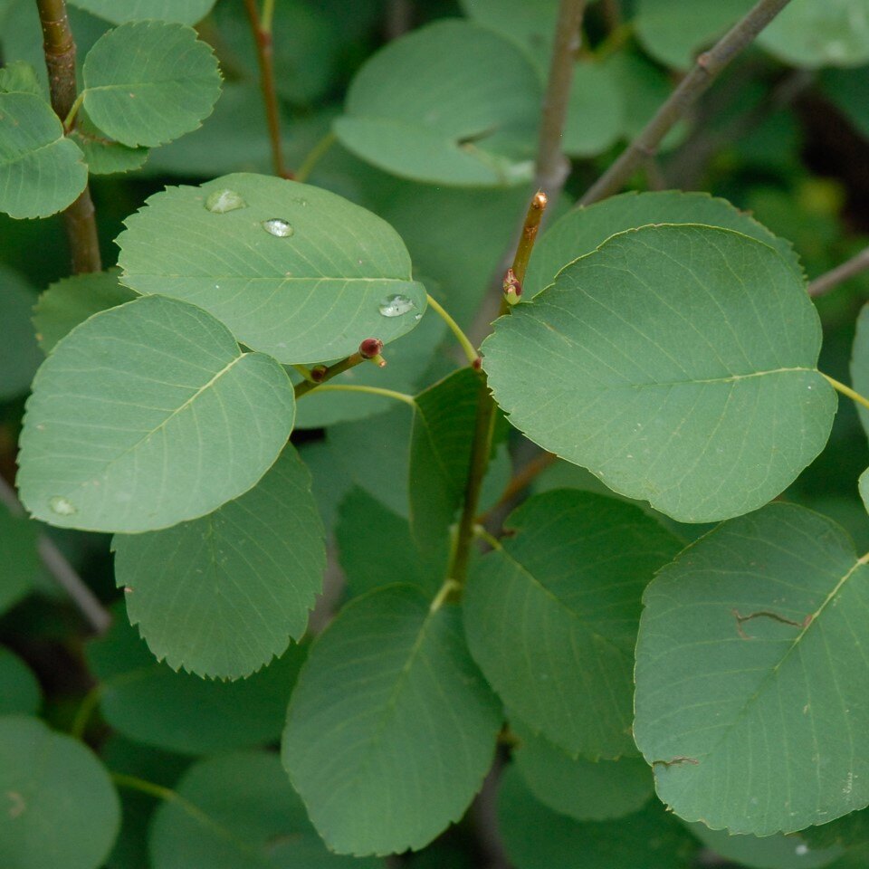 Close-up of green leaves with water droplets on thin brown stems.