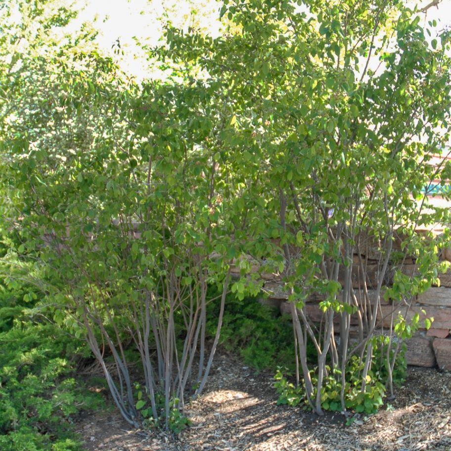 Shadblow Serviceberry