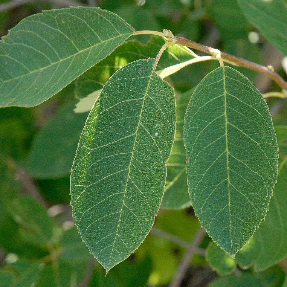 Close-up of two green leaves with visible veins on a branch.