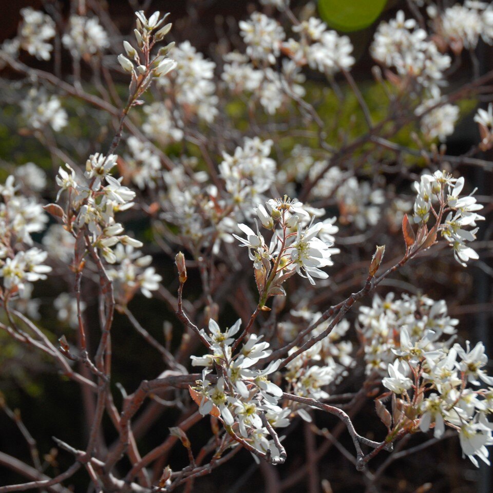 Close-up of a flowering shrub with white blossoms and thin branches.