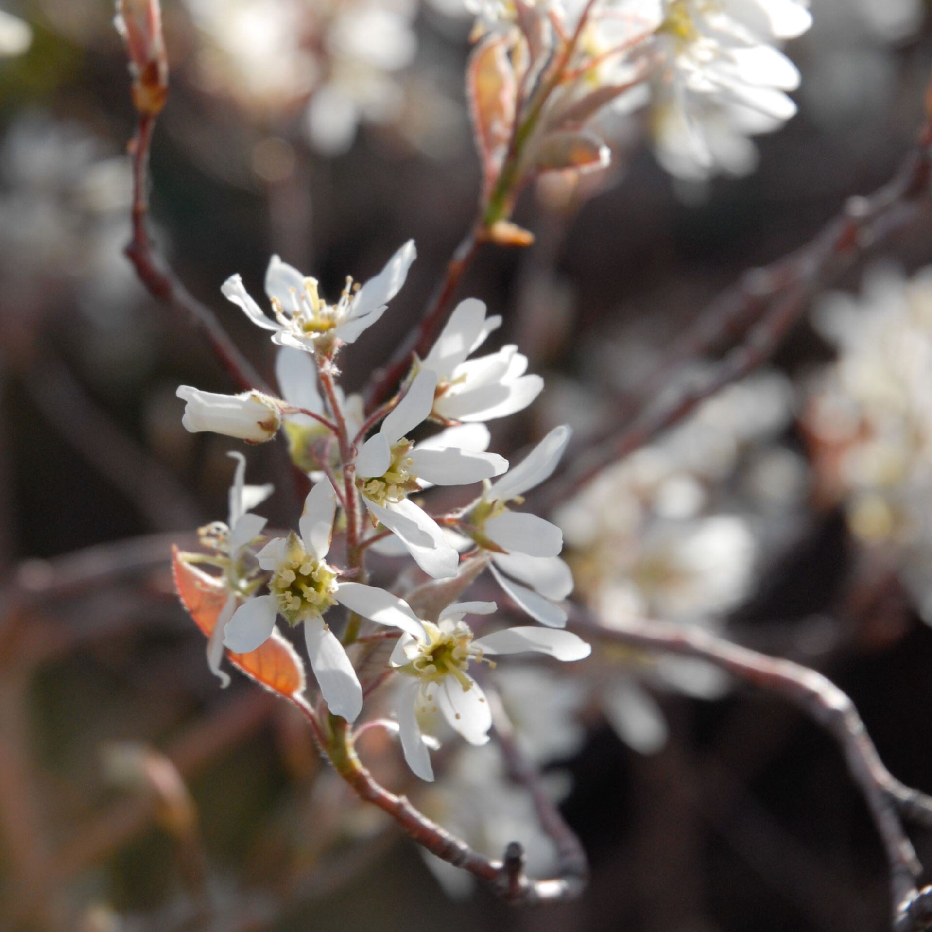 Close-up of white flowers with yellow centers on red-brown branches against a blurred background.